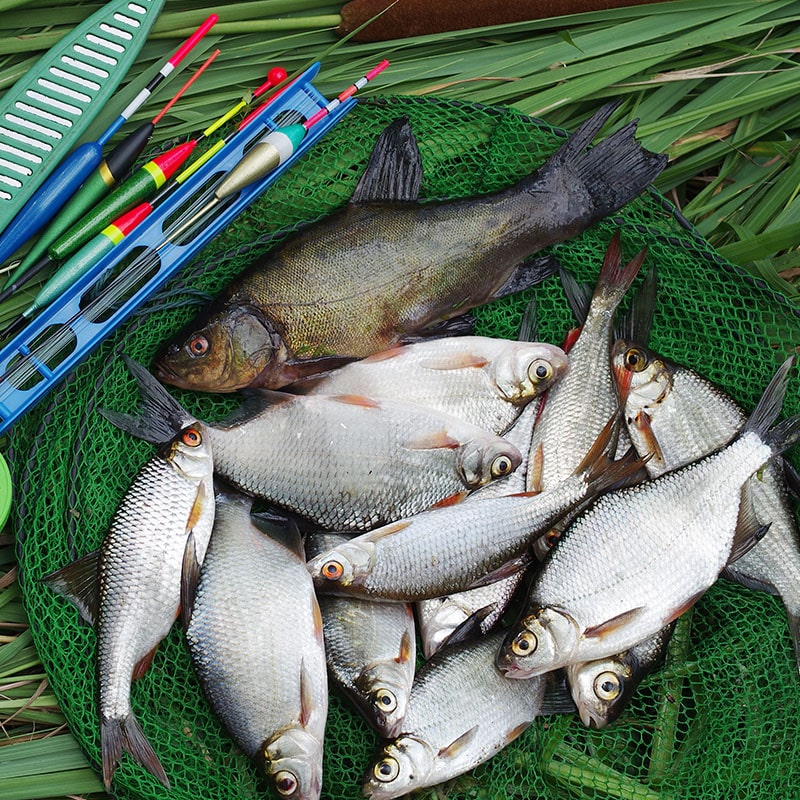Bream Roach and Tench Summer Fishing Wroxham Fishing Boat Hire